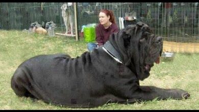 Największy pies świata Top 10 największych ras psów