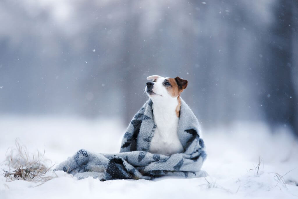 Pies na zimę :7 sposobów na przygotowanie psa