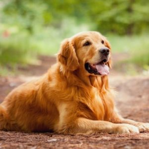 Golden Retriever - Rasy psów dla dzieci