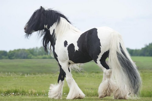 Najpiękniejszy koń na świecie 10 najpiękniejszych ras koni