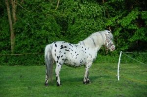 Koń dalmatyńczyk - 10 najpiękniejszych koni 