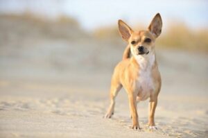 Najmniejszy pies świata - 10. Chihuahua