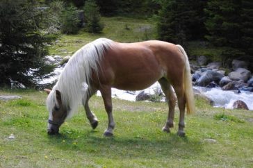 10 najpiękniejszych koni z całego świata
