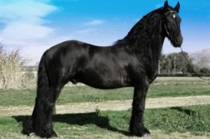 Koń fryzyjski - 10 najpiękniejszych koni