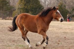 Mustang - 10 najpiękniejszych koni 