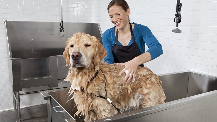 Jak wykąpać psa? Wszystko o kąpieli psa