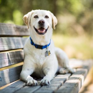 Labrador Retriever - Najpopularniejsze rasy psów