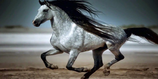 Najlepsze konie 10 najlepszych ras koni na świecie