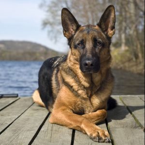 Owczarek niemiecki - najpopularniejsze rasy psów