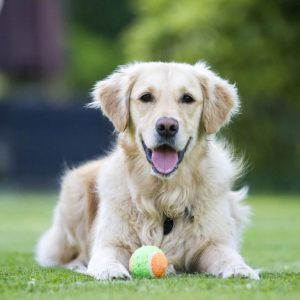 Golden Retriever - najpopularniejsze rasy psów