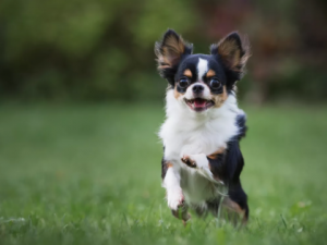 Najmniejszy pies na świecie 1. Chihuahua