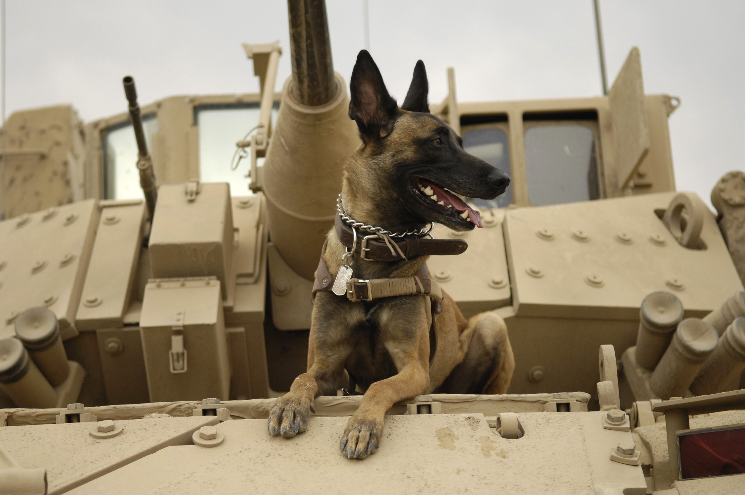 Psy policyjne : Top 10 ras psów wojskowych i policyjnych