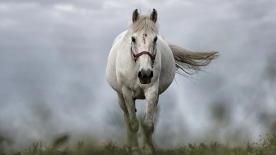 Koń - Zrozumieć konia , wszystko o koniach
