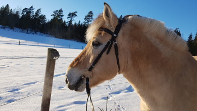 Opieka nad końmi w miesiącach zimowych