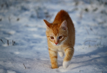 Zagrożenia dla kota w zimie