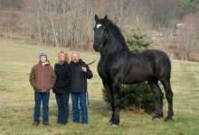 Największy koń świata 7 największych ras koni
