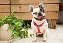 Rośliny trujące dla psów :15 pospolitych roślin