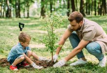 Dlaczego warto sadzić drzewa 11 powodów
