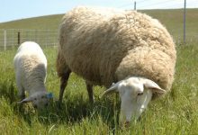Owce na mięso i wełnę - 10 najlepszych ras owiec