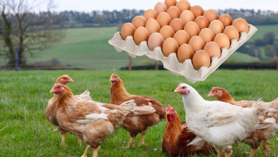 Fakty o kurczakach i jajach 100 faktów