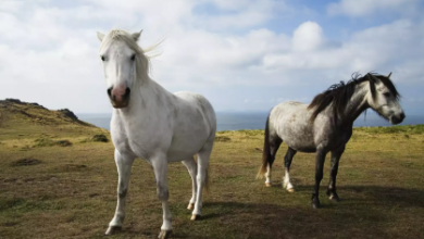 Fakty o koniach 15 fascynujące fakty