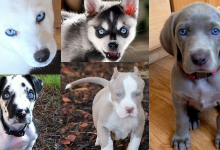 Pies z niebieskimi oczami top 10 ras psów