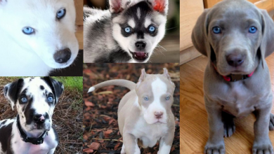 Pies z niebieskimi oczami top 10 ras psów