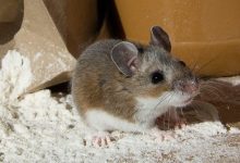 Jak pozbyć się myszy w domu i mieszkaniu - porady i wskazówki