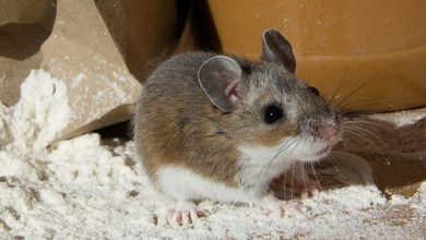Jak pozbyć się myszy w domu i mieszkaniu - porady i wskazówki