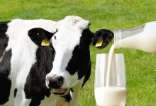 Krowy mleczne - 10 najlepszych ras