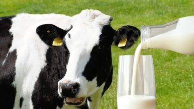 Krowy mleczne - 10 najlepszych ras