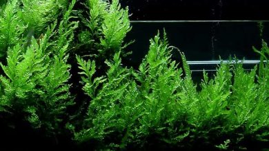 Rośliny akwariowe - 10 najlepszych roślin i jak je pielęgnować