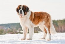 Bernardyn - Duży pies dla małych dzieci