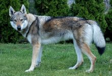 Wilczarz czechosłowacki - krzyżówka wilka i owczarka niemieckiego
