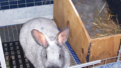 Płodność u królików