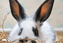 Najczęstsze choroby królików