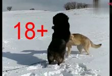 Wilk kontra pies - wideo od 18 roku życia
