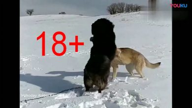 Wilk kontra pies - wideo od 18 roku życia