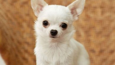 Chihuahua - Mały pies z wielkim duchem