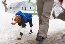 Spacer z psem : 10 wskazówek na zimę