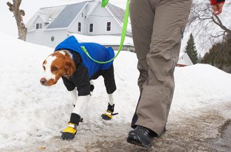 Spacer z psem : 10 wskazówek na zimę