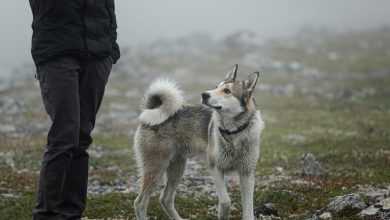 Pies , Pies domowy - Podróż od wilka do zwierzęcia domowego