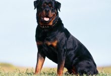 Rottweiler - Rasa psów , Dobrze zbudowany pies mięśniowy