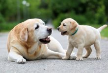 Psie lata : Jak określić wiek psa