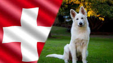 Szwajcarskie rasy psów : 8 ras psów