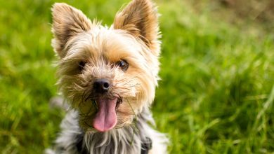 Yorkshire Terrier - Rasa psów , najpopularniejszy pies do mieszkania