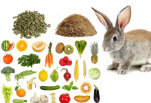 Co może jeść królik, a czego należy unikać