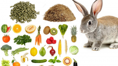 Co może jeść królik, a czego należy unikać