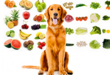 Owoce i warzywa, które Psy mogą lub nie mogą jeść