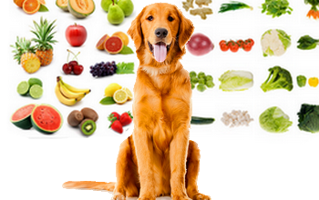 Owoce i warzywa, które Psy mogą lub nie mogą jeść
